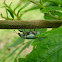 Blue-Green Citrus Root Weevil