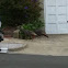 Wild Turkey