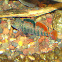 Unknown Fish