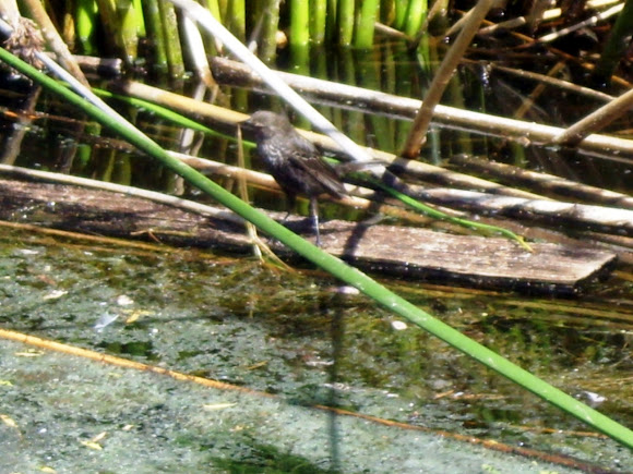 Spotting Image 1