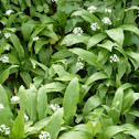 Wild garlic