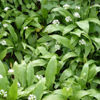 Wild garlic