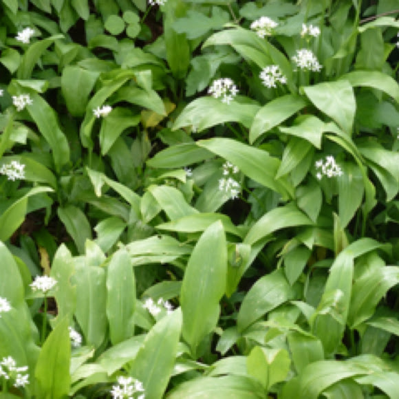 Spotting Image 1