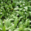 Wild garlic