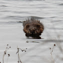 muskrat