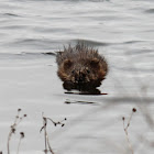 muskrat