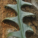 Fish Bone Cactus