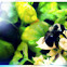 bumblebee