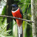 Malabar trogon