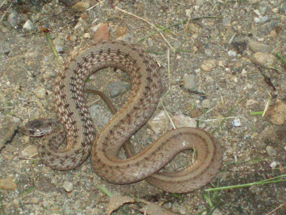 Spotting Image 1