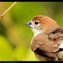 Indian Silverbill