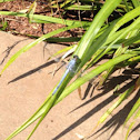 Blue Dasher dragonfly