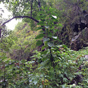 Papala