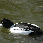 Common goldeneye