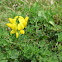 Bird's-foot Trefoil 