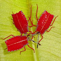 Giant Shield Bug