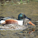 Northern Shoveler