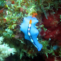 Flatworm