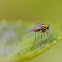 Long-legged fly