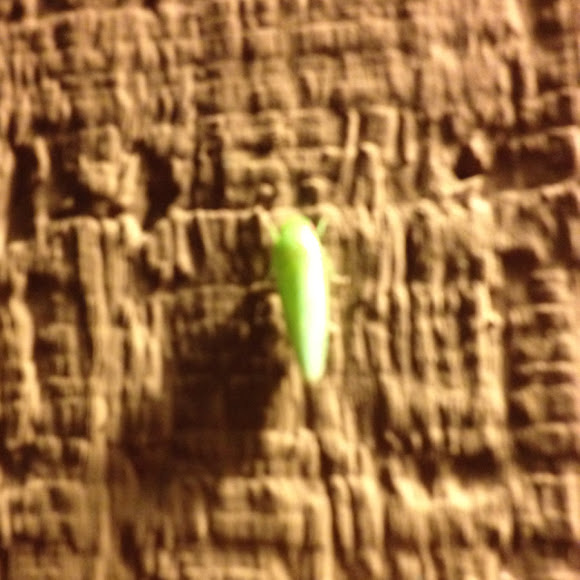 Spotting Image 1