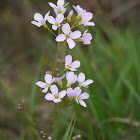 Cuckoo Flower, Wiesen-Schaumkraut