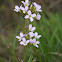 Cuckoo Flower, Wiesen-Schaumkraut