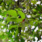 Butterfly Bahuinia vine