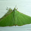 Parotis marginata