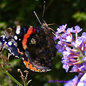Red Admiral