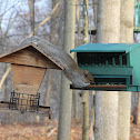 Eastern Grey Squirrel