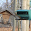 Eastern Grey Squirrel