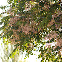 Árbol del paraíso