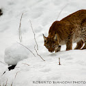Lince europea