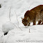 Lince europea