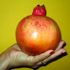 Romã - Pomegranate