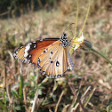 Plain Tiger or African Monarch
