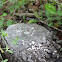 Fungus