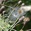 Green Milkweed Vine seed