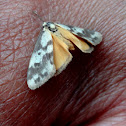 Clouded Footman
