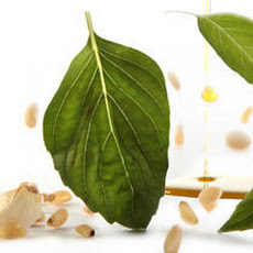 Basic Basil Pesto Recipe