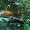 Green Heron