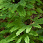Maidenhair fern