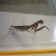 Chinese mantis