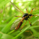 spotted cranefly