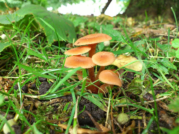 Spotting Image 1