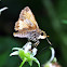 Hobomok Skipper