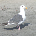 Western gull