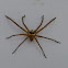 Brown Huntsman Spider