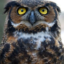 Great Horned Owl