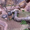 Dik-dik